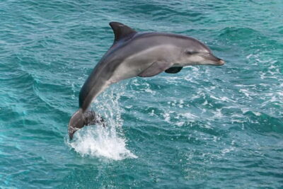 Side: Dolphins Island Cruise with Swimming Stops and Lunch - Wildlife spotting that actually feels like scouting