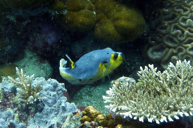 Snorkeling and Island Hopping Tour in Karimunjawa (sharing tour) - A shared boat day in Karimunjawa: how the 8 hours is paced