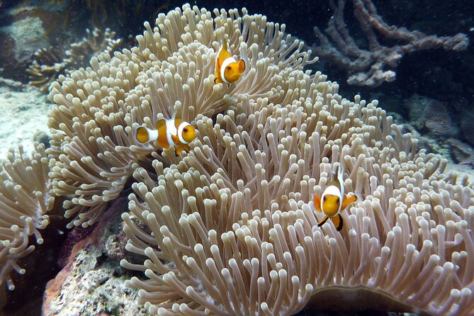 Snorkeling and Island Hopping Tour in Karimunjawa (sharing tour) - Stop two: another snorkeling zone, colorful corals, and possible turtles