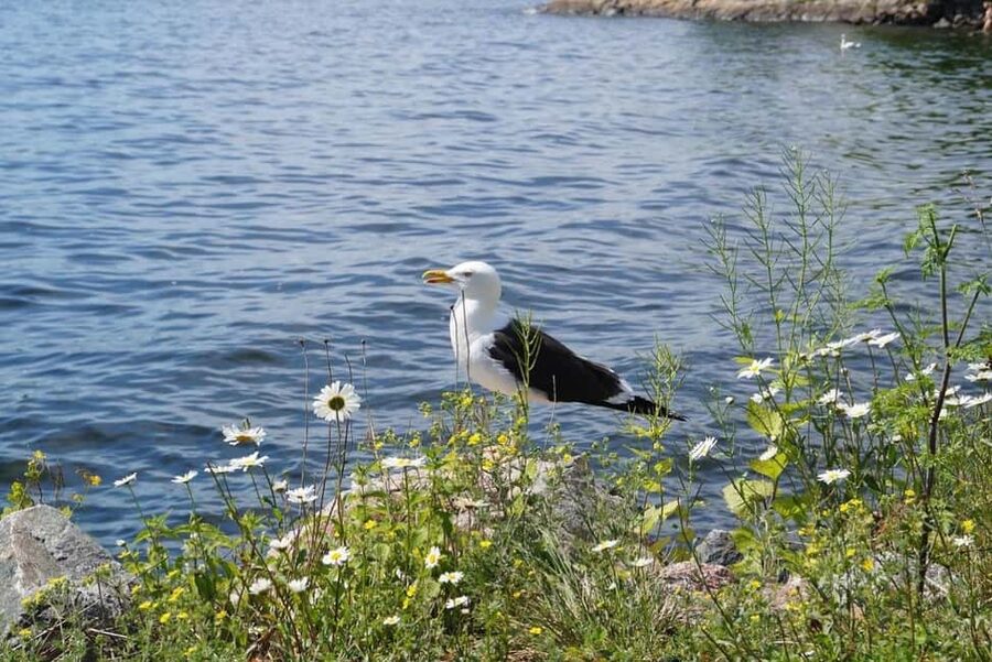 Stockholm Archipelago Guided Island Cruise With Craft Beer - Who this tour suits best