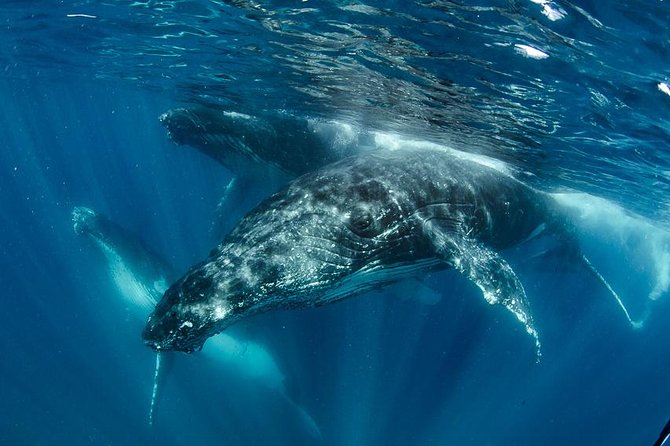 Swim with Humpback Whales - Ningaloo Reef - 3 Islands Whale Shark Dive - Key things to know before you go