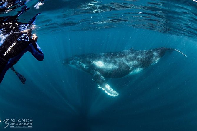 Swim with Humpback Whales - Ningaloo Reef - 3 Islands Whale Shark Dive - Whale swim rules and what you’ll actually do in the water