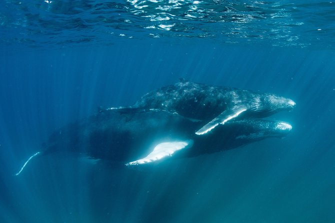 Swim with Humpback Whales - Ningaloo Reef - 3 Islands Whale Shark Dive - That possible whale shark moment (and why it’s a bonus)