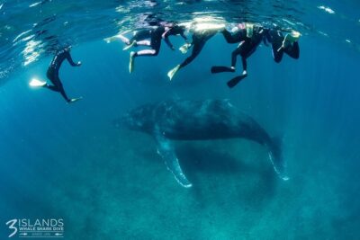 Swim with Humpback Whales - Ningaloo Reef - 3 Islands Whale Shark Dive - Ningaloo Reef snorkeling: the calm part of a whale day