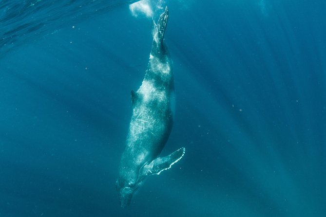 Swim with Humpback Whales - Ningaloo Reef - 3 Islands Whale Shark Dive - What the boat day feels like: food, champagne, and photos
