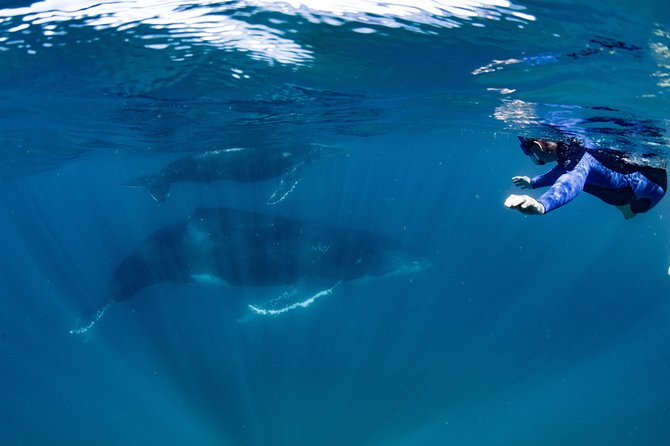 Swim with Humpback Whales - Ningaloo Reef - 3 Islands Whale Shark Dive - Price and value: what $430.35 buys you in Exmouth