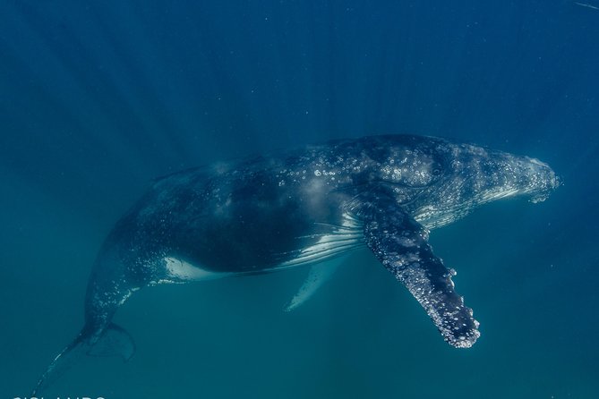 Swim with Humpback Whales - Ningaloo Reef - 3 Islands Whale Shark Dive - Practical tips to get the most out of the day