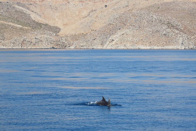 The Santa Maria 3 Island Cruise in the Aegean w/ Free Audio Guide - Kalymnos Dolphin Watching: The Short Wildlife Moment That Counts