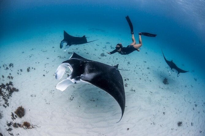 Three Islands Snorkeling (3 Spots) Manta Rays - From Lembongan - The 3–4 hour rhythm from Lembongan (and why it’s a good use of time)