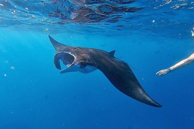 Three Islands Snorkeling (3 Spots) Manta Rays - From Lembongan - What’s included (and where the value really comes from)