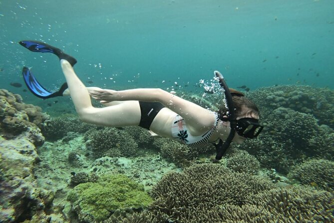 Three Islands Snorkeling (3 Spots) Manta Rays - From Lembongan - Manta Bay / Manta Point: your best shot at giant manta rays