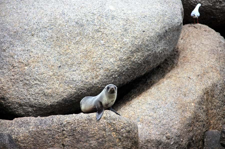 Victor Harbor: Seal Island Cruise - Key things to know before you go