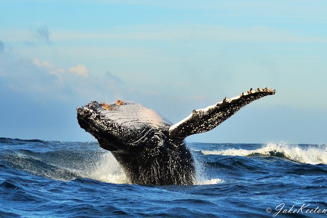 Whale, Dolphin & Penguin Island Cruise - Quick hits before you go