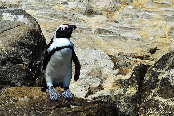 Whale, Dolphin & Penguin Island Cruise - Algoa Bay wildlife without the rush
