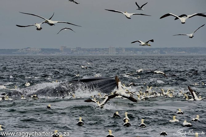 Whale, Dolphin & Penguin Island Cruise - Where you meet and how the timing works