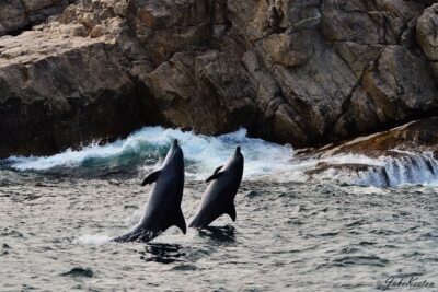 Whale, Dolphin & Penguin Island Cruise - Price and value: what $185.19 buys you