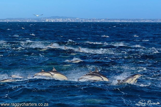 Whale, Dolphin & Penguin Island Cruise - Other wildlife you could spot on the water