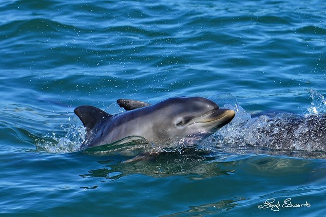 Whale, Dolphin & Penguin Island Cruise - Why the crew style makes the day better