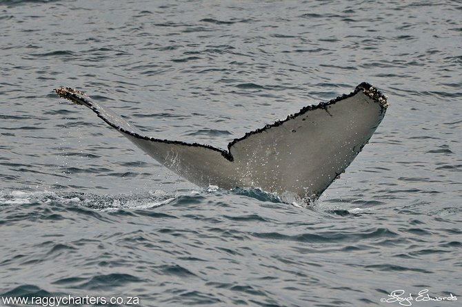 Whale, Dolphin & Penguin Island Cruise - Eco-sustainability: what the tree-planting campaign means