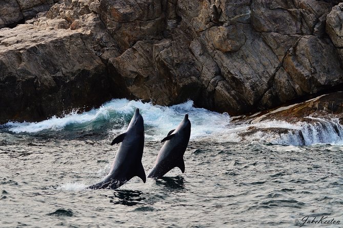 Whale, Dolphin & Penguin Island Cruise - Price and value: what $185.19 buys you